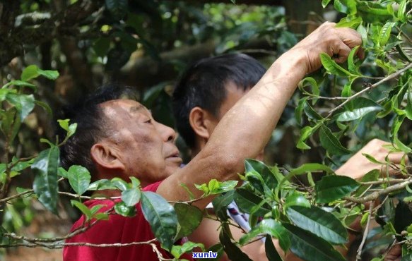 新婆的普洱茶故事：神秘的茶香背后，隐藏着哪些传说？