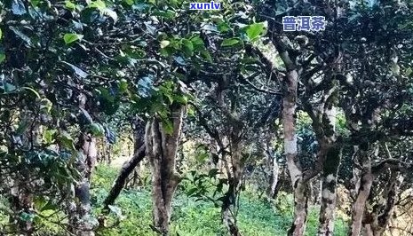 倚邦茶山深处的古树普洱茶：独特风味、香气浓与生态环境的影响