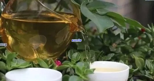 普洱茶水浇花的好处与注意事项：如何正确使用普洱茶水为植物提供养分？