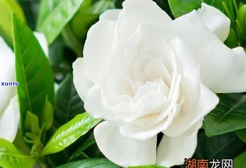 普洱茶能浇栀子花吗