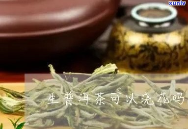 普洱茶能浇栀子花吗