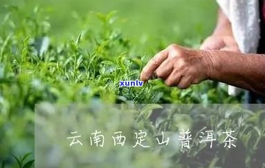 西定山普洱茶好不好吃：品鉴评价与推荐