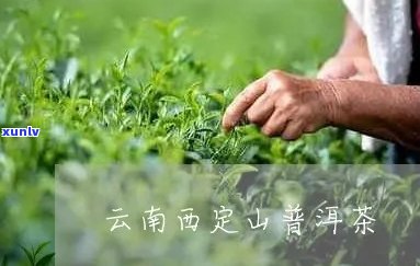 西定山普洱茶好不好