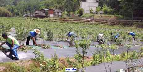 四川万源富硒茶：品种、功效、泡法、购买指南，一文全解