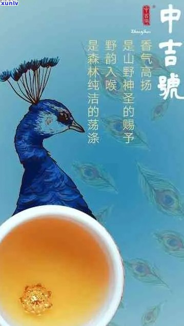 云南普洱茶与七彩雀：一场视觉宴与味蕾冒险