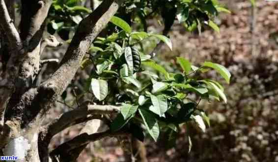 新 古树紫芽普洱茶叶： 源自千年古树，手工采摘的珍稀茶叶