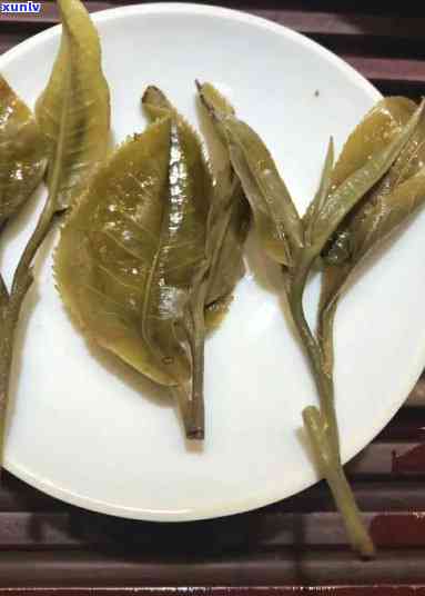 橡筋王普洱茶的叶底