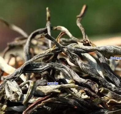 探究普洱茶芽头数量与品质的关系：一斤茶叶中究竟有几个芽头才是好茶？