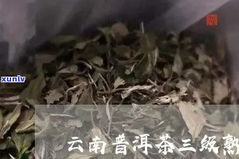 三叶青熟普洱茶功效