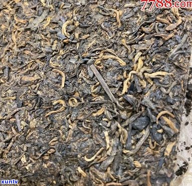 70年代虫屎普洱茶