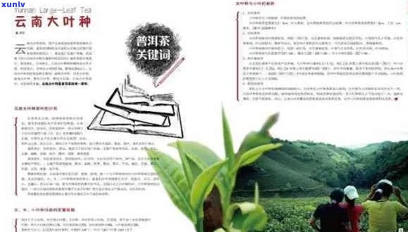 探究普洱茶世界：十个必不可少的阅读指南