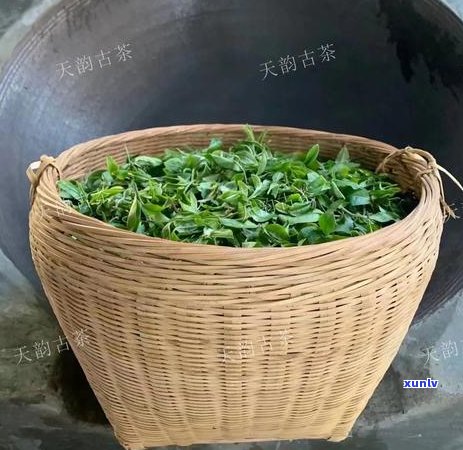 普洱茶是越久越吗？为什么？普洱茶时间越长越好还是越轻越好？