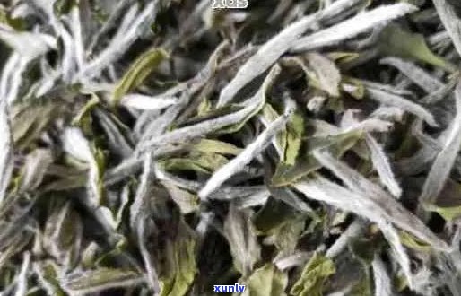 普洱茶中的白毫能否饮用？揭秘普洱茶白毫的秘密