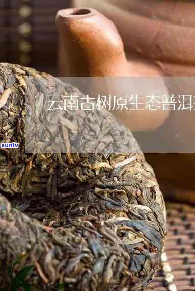 吉普洱茶官网：云南普洱茶、古树茶、茶叶批发、茶艺文化、正品保障