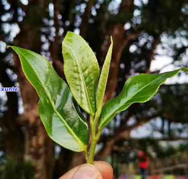 普洱春芽：品种特点、 ***  *** 与收藏价值全面解析，让你了解这款茶叶的魅力