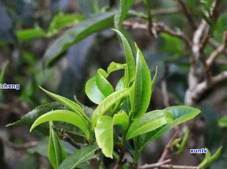 普洱春芽：品种特点、 ***  *** 与收藏价值全面解析，让你了解这款茶叶的魅力