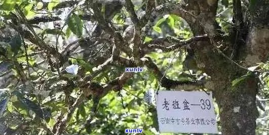 班盆大树普洱茶：品种、产地、 *** 工艺、口感、功效等全面解析