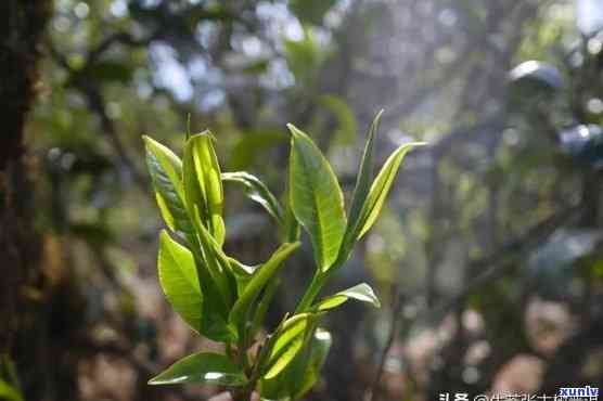 普洱茶的十大生长要素及其对茶叶品质的影响：深入探讨与理解