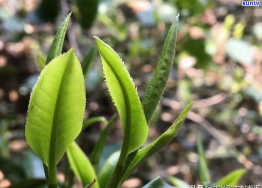 普洱茶的十大生长要素及其对茶叶品质的影响：深入探讨与理解