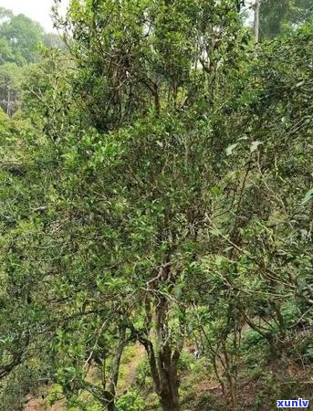 普洱茶的生长气候条件解析：从度、湿度、降雨到海拔的影响