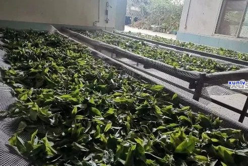 新三明熟普洱茶代工厂位置查询：专注高品质茶叶生产的专业企业