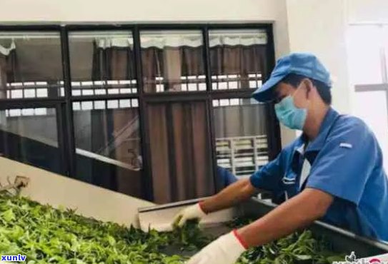 新三明熟普洱茶代工厂位置查询：专注高品质茶叶生产的专业企业