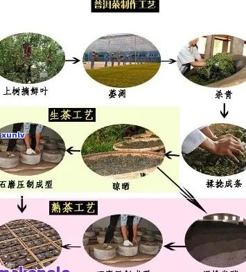 普洱茶代加工厂：厂家名录与加工流程解析