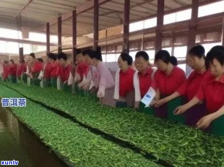 新 专业普洱茶代工厂家： 源头定制，品质保证