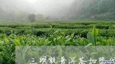 三明熟普洱茶代加工