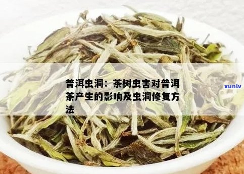 新普洱茶发现虫洞，正确处理方式你知道吗？