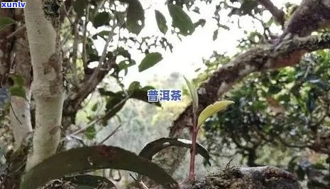 普洱茶树龄：木品种、生长环境与茶叶品质的关系探讨