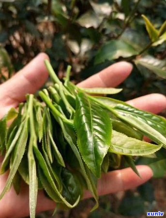 熟普洱茶存年限：几年可保持品质？