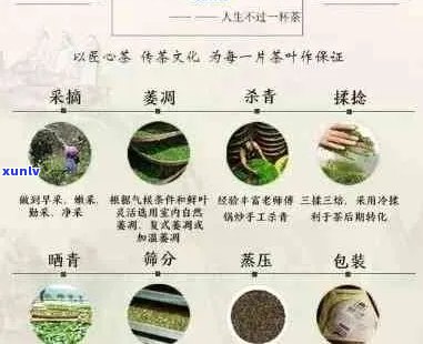 探索普洱茶四大名号：产地、工艺、形态与香气的秘密