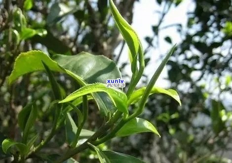 普洱茶四大名号：古树茶、大树茶、小树茶、老树茶，它们分别有什么特点？