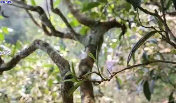 普洱茶四大名号：古树茶、大树茶、小树茶、老树茶，它们分别有什么特点？