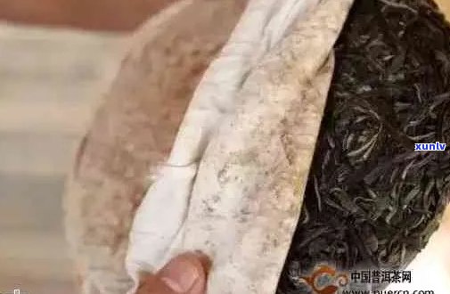 普洱茶饼包装纸蛀空：揭示茶叶陈化过程中的陷阱与保养技巧