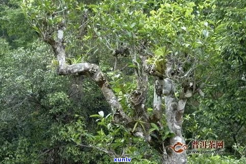 多依树普洱茶口感特点及价格简介：属于哪个茶区？