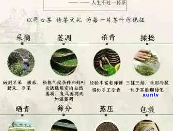 优质普洱茶的种类与鉴别 *** ：从产地、工艺到口感的综合解析