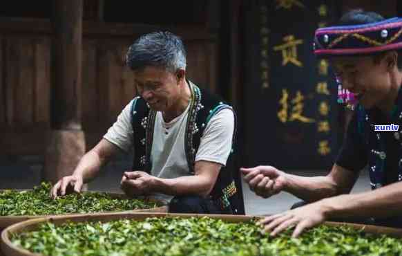 普洱茶之旅：卖一碗茶的奇遇与感悟