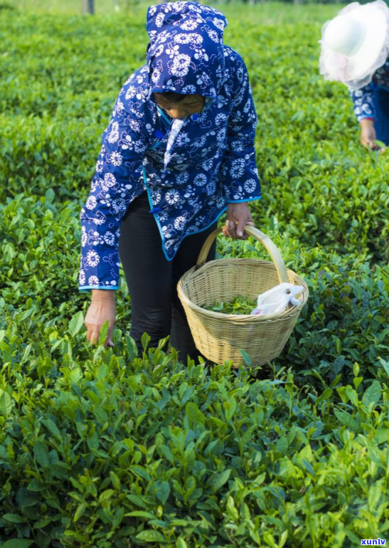 云南普洱茶原料市场价格波动：千山一叶的独特魅力