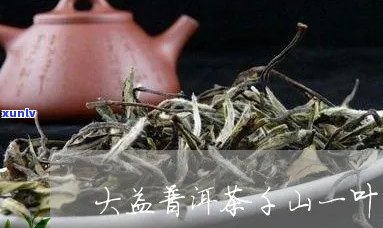 千山一叶大益普洱茶1901,1801行情网配货价格