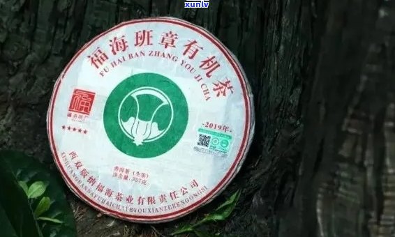 大福班章源茶叶品鉴：资深专家教你如何挑选、品尝与欣高品质茶叶