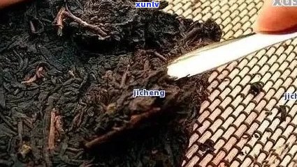 普洱茶饼长虫还能喝吗？有吗？怎么处理？