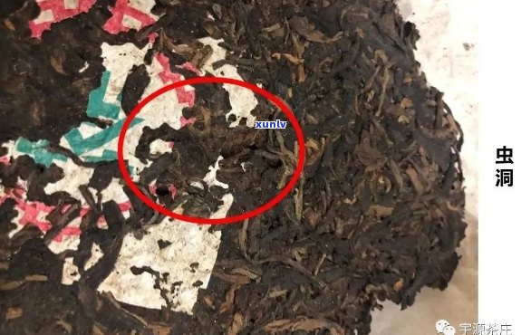 普洱茶饼中发现虫子？如何鉴别、处理和保养普洱茶饼