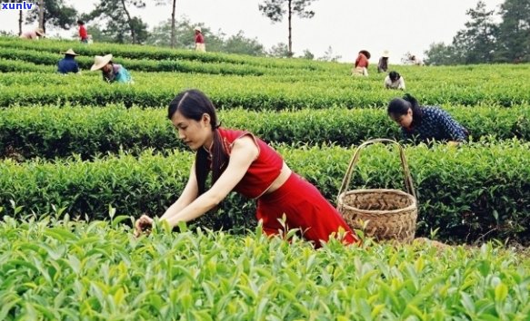 阳春三月茶飘香，茶园香气四溢，欢迎光临茶业与茶馆。