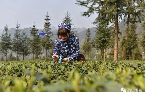 阳春三月茶飘香，茶园香气四溢，欢迎光临茶业与茶馆。