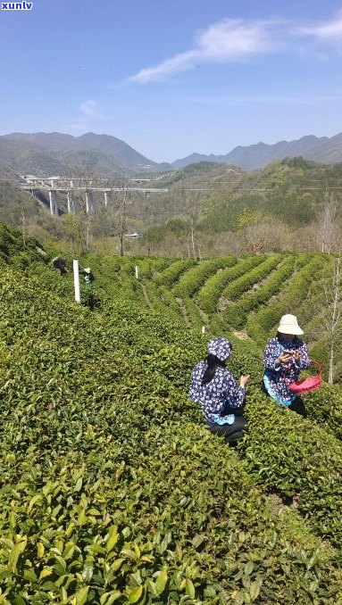 阳春三月茶飘香，茶园香气四溢，欢迎光临茶业与茶馆。