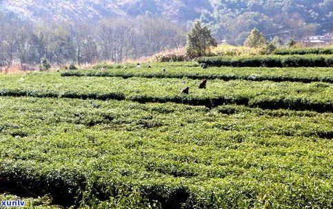 阳春三月茶飘香，茶园香气四溢，欢迎光临茶业与茶馆。