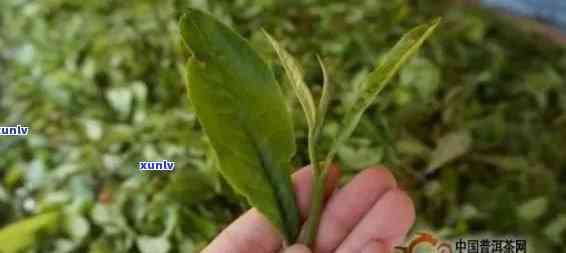 普洱茶一片包含多少茶叶？如何计算普洱茶茶叶片数及其影响品质的因素探讨