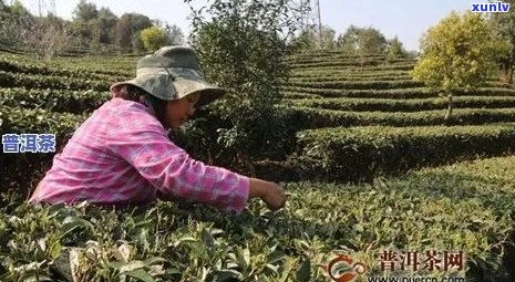 云南昆明普洱茶场：昆明优质普洱茶叶推荐与购买指南